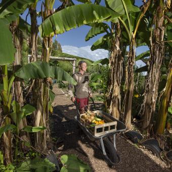 Eden Project gardener pushing wheelbarrow of harvested veg in garden